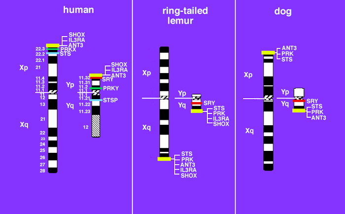 Sex Determination In Mammals Coordination By The Endocrine System 4262